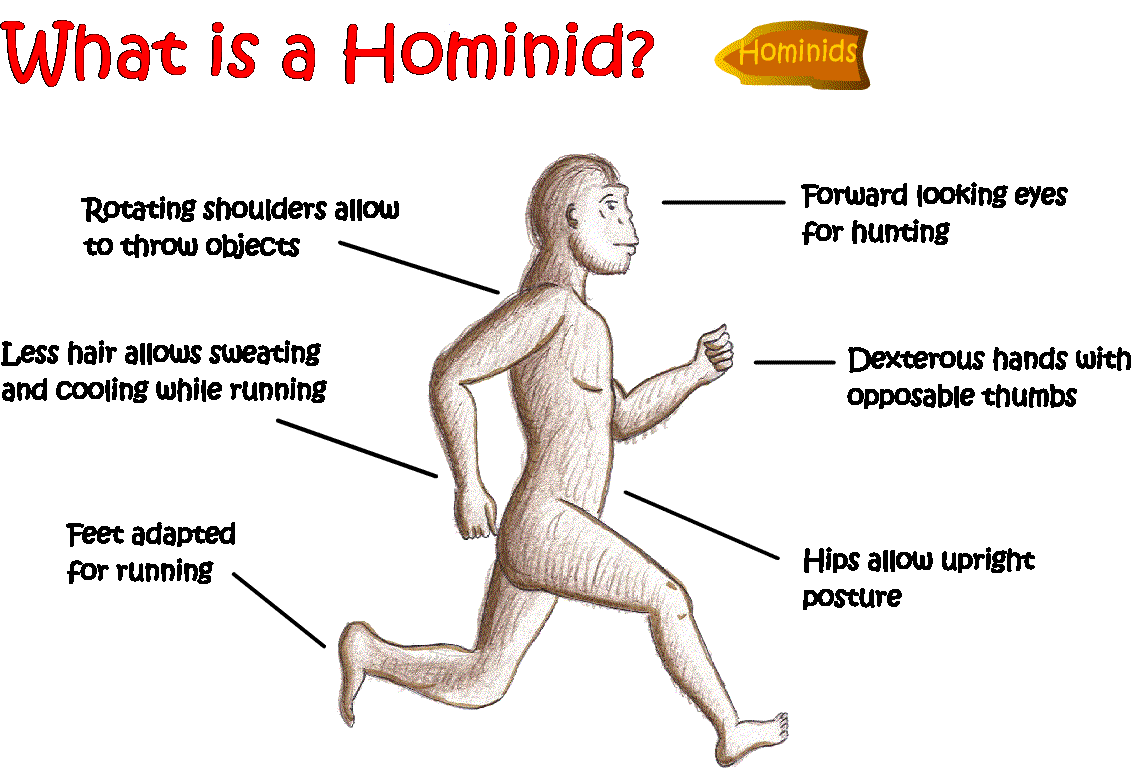 what is an annelid